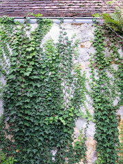Efeu an Hauswand