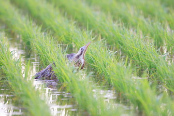 Eurasian Bittern(Botaurus stellaris) in Japan