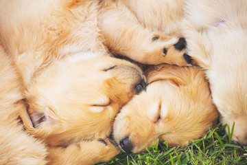 Golden Retriever Puppies