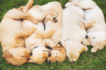Golden Retriever Puppies