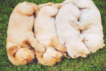 Golden Retriever Puppies