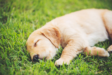 Golden Retriever Puppy