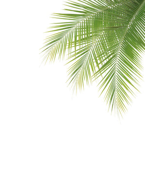 Green coconut leaf frame on white background