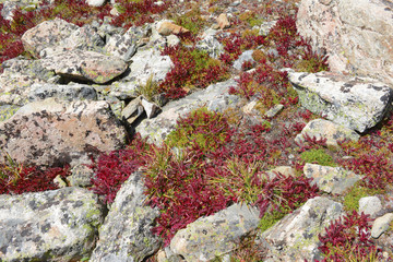 Alpine Tundra Groundcover in Autumn colors, Rocky Mountains, USA