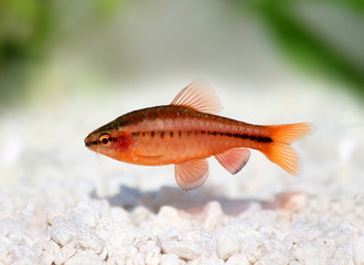 Cherry Barb, Puntius titteya freshwater aquarium fish