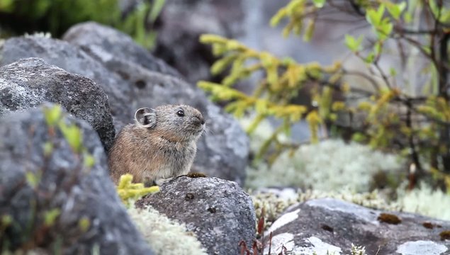 Northen Pika ,rock rabbit,whistling hare,Ochotona hyperborea
