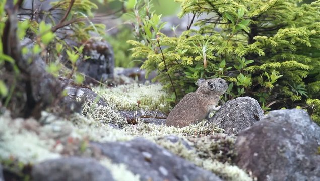 Northen Pika ,rock rabbit,whistling hare,Ochotona hyperborea