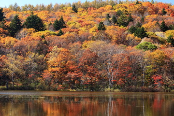 秋の戸隠高原　紅葉の小鳥ヶ池