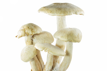 group of mushroom