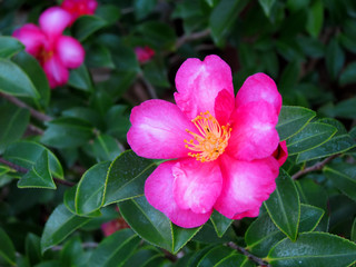 Pink Rose Flower with Yellow Stamen San Diego California