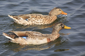 Two ducks swimming in the pond.