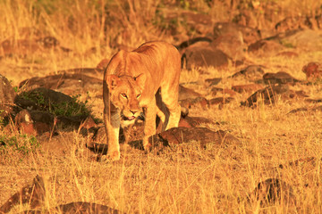 Obraz na płótnie Canvas Lion on the Masai Mara in Africa
