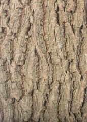 tamarind bark