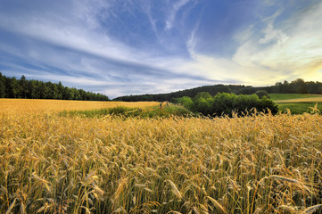 Krajobraz wiejski, dojrzewanie zboża © janmiko