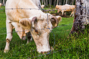 Naklejka na ściany i meble Cow grazing in French Polynesia