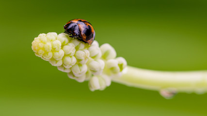 The Ladybug on white flower. Close up