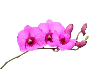 Crédence en verre imprimé Orchidée Plantes d& 39 orchidées roses