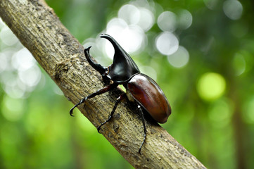 Rhino Beetle