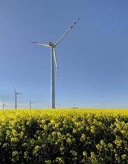 Krajobraz wiejski,wiatrak i dojrzewający rzepak © janmiko