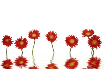 Red sunflower with water reflection