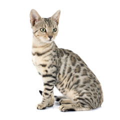 Fototapeta premium bengal cat