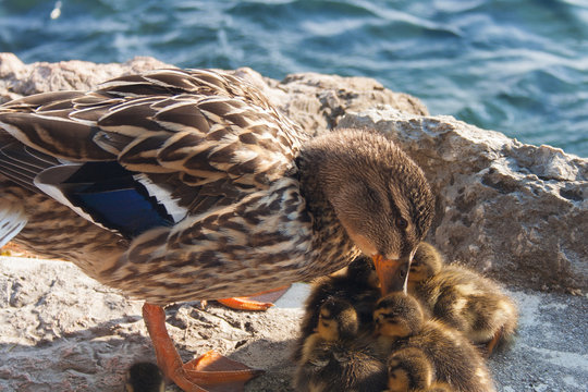 Mamma anatra con i piccoli