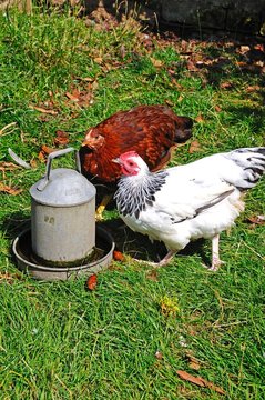 Chickens at water trough © Arena Photo UK