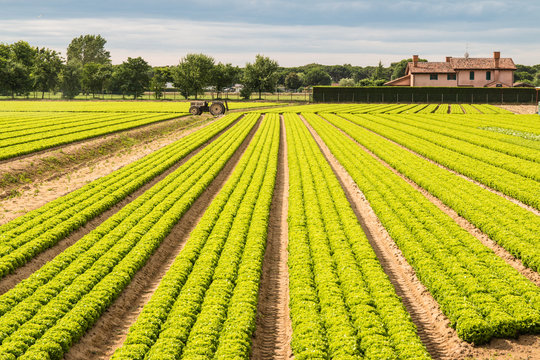 Campo di insalata 2