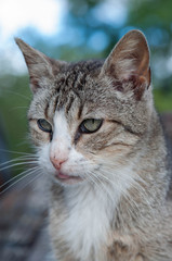 Naklejka premium Tabby cat portrait