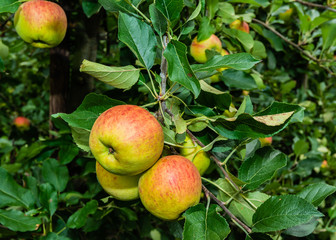 Ripening apples from close