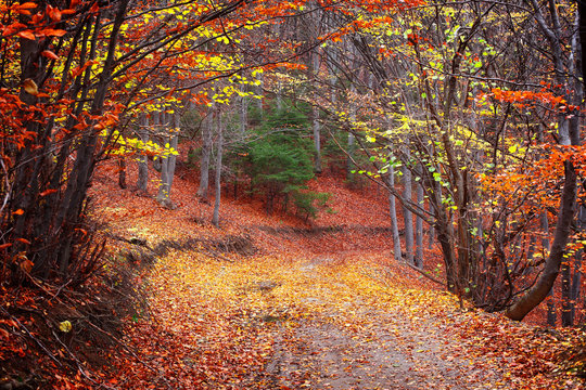 Fototapeta Autumn in the forest