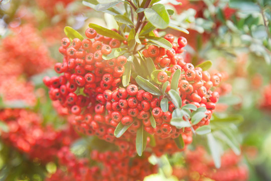 bunch of bright red berries - Powered by Adobe