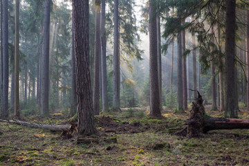 Fototapeta premium Coniferous stand of Bialowieza Forest in morning