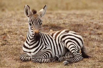 Zelfklevend Fotobehang Baby Zebra © Ozkan Ozmen