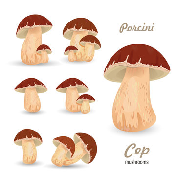 Edible mushroom porcini