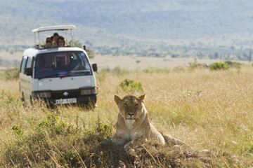 wildlife safari game drive