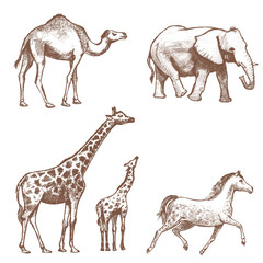 collection of picture pencil with animals