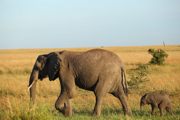 elephant calf baby