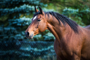 Horse head on green fir-tree