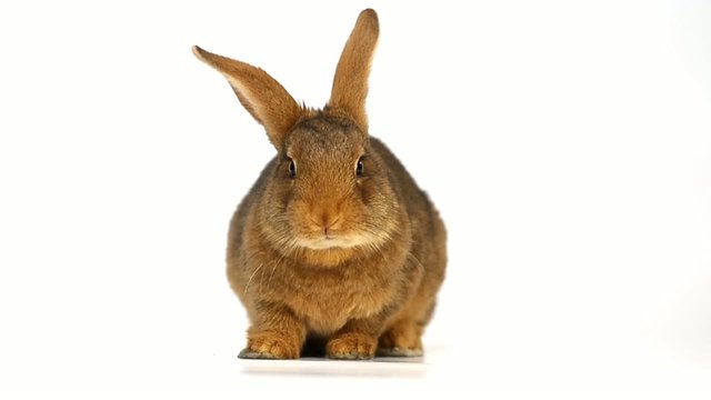 rabbit
