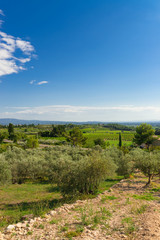 Fototapeta na wymiar olive plantation