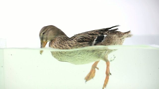 duck floating on water on a white background