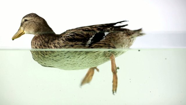duck floating on water on a white background