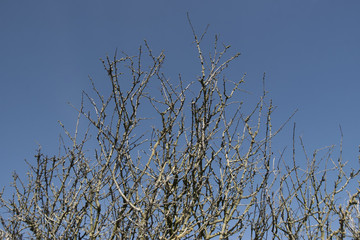 blackthorn tree branches