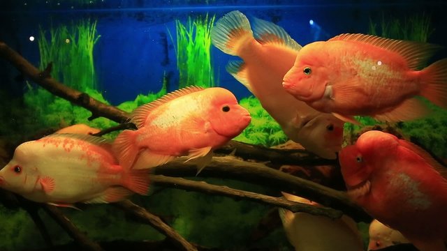 Tropical fish red Cichlid