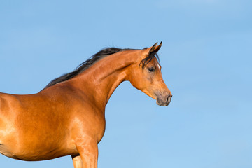 Bay horse head on blue background, Arabian mare.
