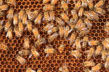 Pszczoły na plastrze miodu w pasiece - obrazy, fototapety, plakaty