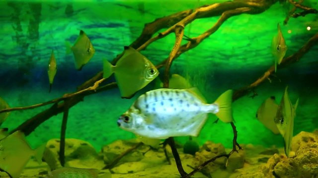 fish