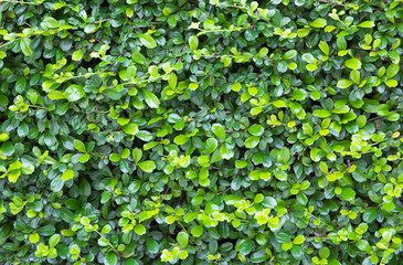 Fototapeta na wymiar Green leaves wall background