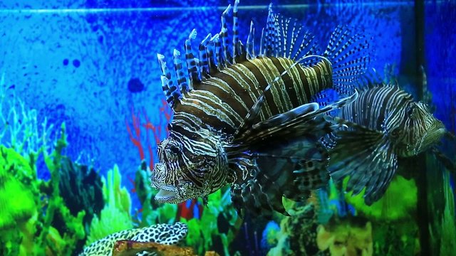 Lion fish in aquarium with blue backgroun
